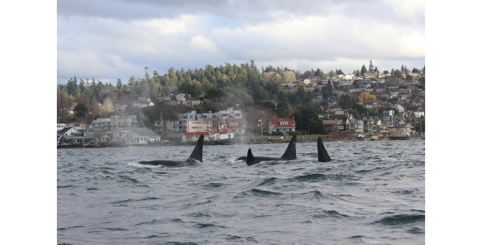 The K pod swims near the Alki Point Lighthouse in West Seattle – photo credit Mark Sears, permit 21348 The K pod swims near the Alki Point Lighthouse in West Seattle – photo credit Mark Sears, permit 21348